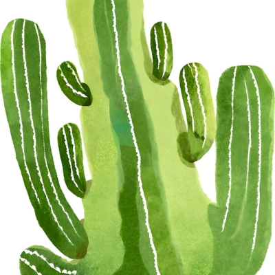 San Pedro Kaktus: Einblicke in ökologische Verantwortung